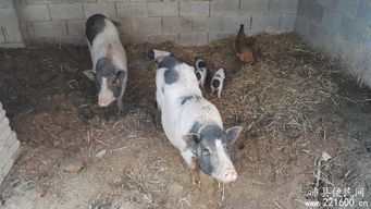 宠物家禽生态养殖 绿色环保家禽养殖之道