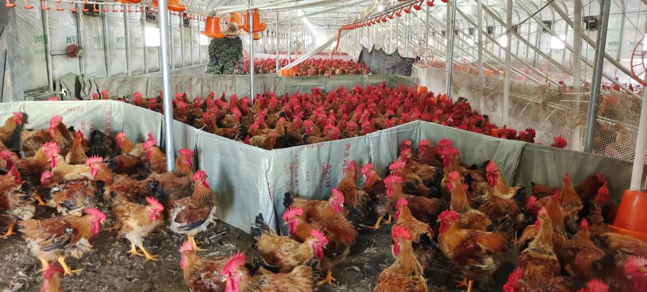 高硐村 抱团养鸡兴产业 光禽加工拓富路