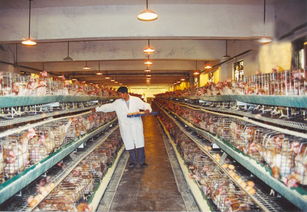 夏季高温下家禽饲养管理与光禽屠宰生产的协同策略