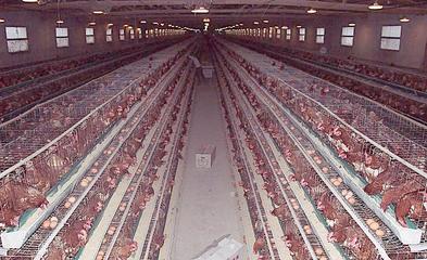 无公害养殖催肥技术解析 生长素效果、价格与光禽屠宰生产指南