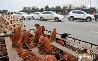 光禽屠宰与生产新趋势 应对禁养范围扩大的挑战与机遇