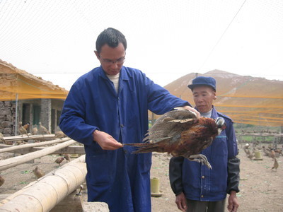 飞翔家禽养殖合作社 以专业养殖助力乡村振兴，打造三门特色农业名片