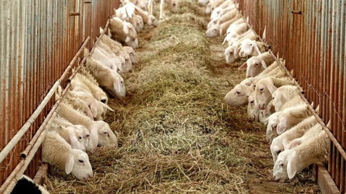 中国方便速食第一大省，究竟还有多少“国货之光”未被发掘？