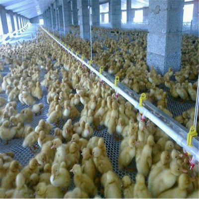 专业视角下的肉鸡养殖、光禽屠宰与现代化生产流程