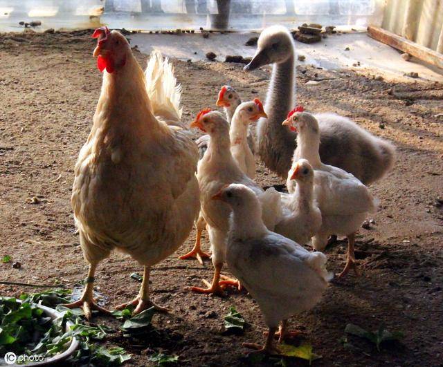 农村创业新思路 从光禽养殖到屠宰加工的快速上手指南