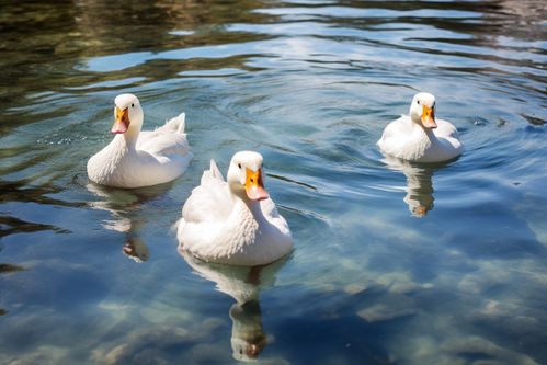 农家生态养殖鸭子 家禽动物的摄影艺术