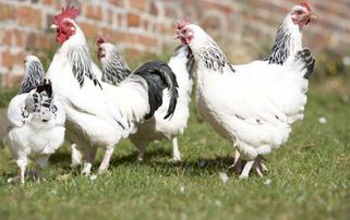 家禽养殖追溯系统开发 提升食品安全与养殖效率的数字化解决方案