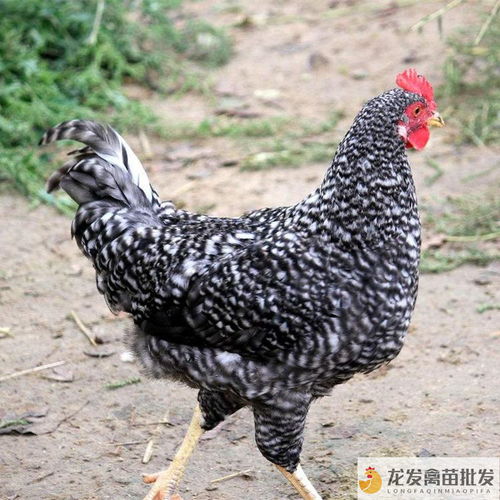 邓川绿壳蛋鸡 品种优良饲养简，光禽加工口碑佳