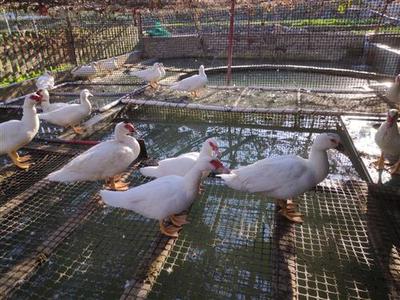 从乡村鱼塘家禽养殖到光禽屠宰生产 一条龙致富经