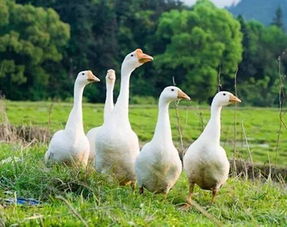 天鹰农庄 林内养家禽，小循环撬动大产业