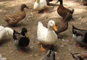 从“猪圈”到“空圈” 农村家禽家畜养殖变迁的背后