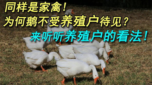 同样属于食草家禽,为什么鹅不受养殖户欢迎 来看看养殖户怎么说